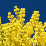 8 marzo 2020: auguri a tutte le donne
