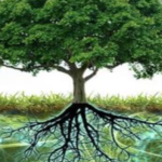 Conferenza ”C’è una rete nel bosco: interazioni benefiche negli ecosistemi” Conferenza ”C’è una rete nel bosco: interazioni benefiche negli ecosistemi”